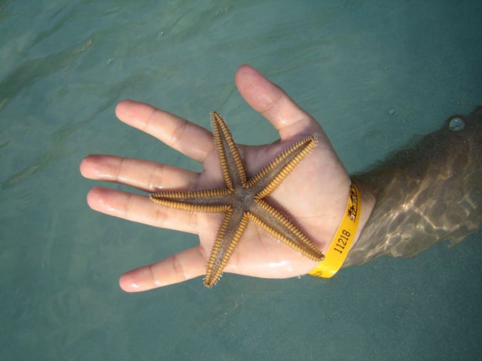 Seestern Sunset at the Palms Resort - Adults Only