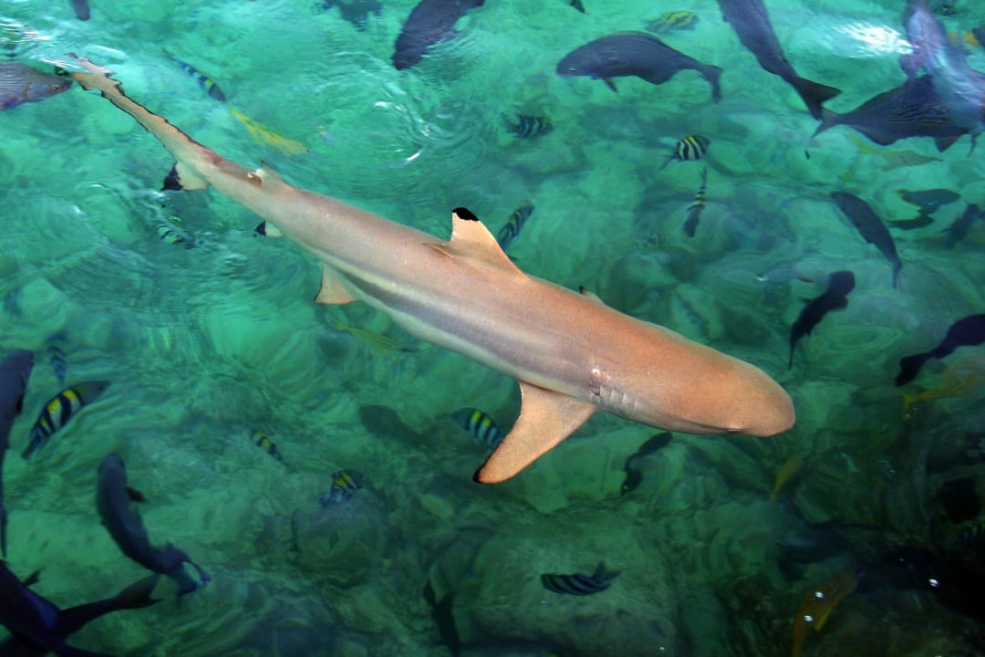 Sport & Freizeit Summer Island Maldives