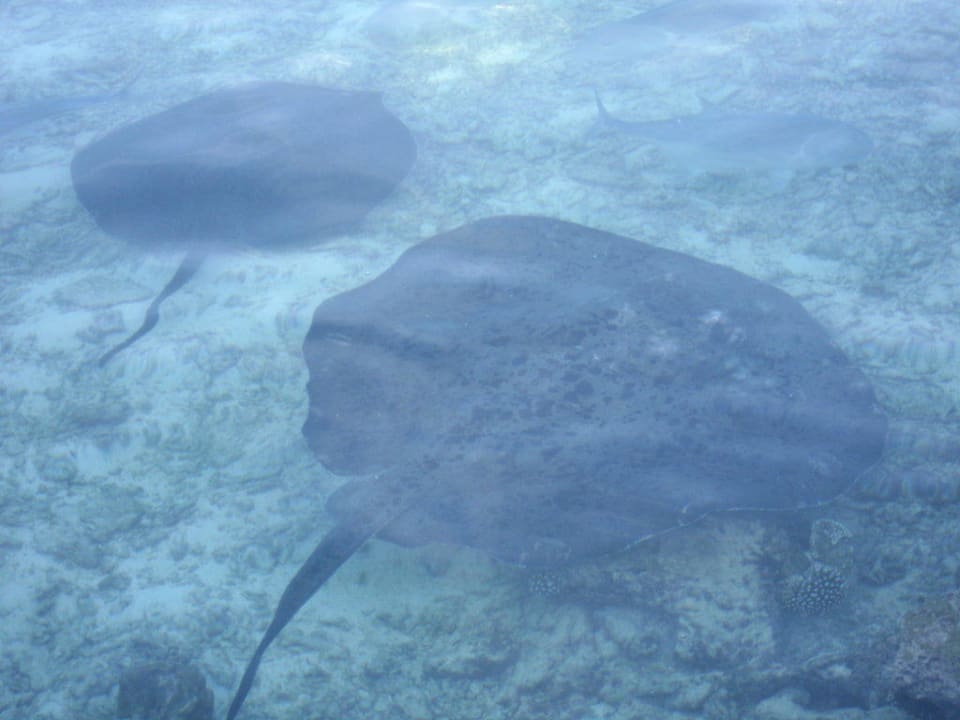 Rochen immer zu sehen Ellaidhoo Maldives by Cinnamon