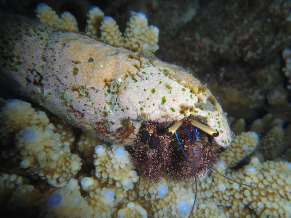 Schnorcheln bei Nacht Embudu Village