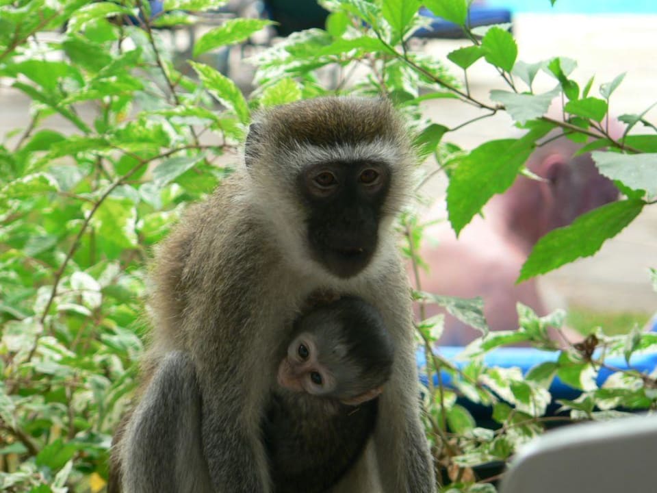 Affen Hotel Mielele Beach