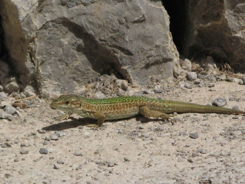 echte Ibiza Eidechse  TUI MAGIC LIFE Cala Pada
