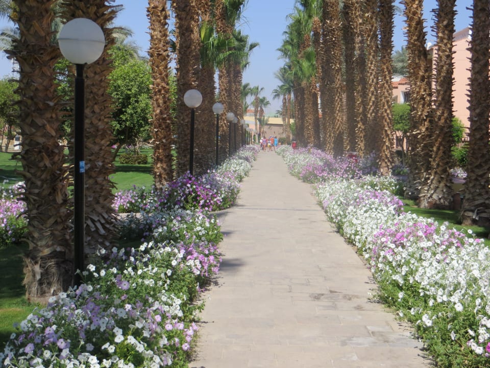 Schöne garten Beach Albatros Resort