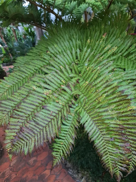 Gartenanlage TUI BLUE Madeira Gardens