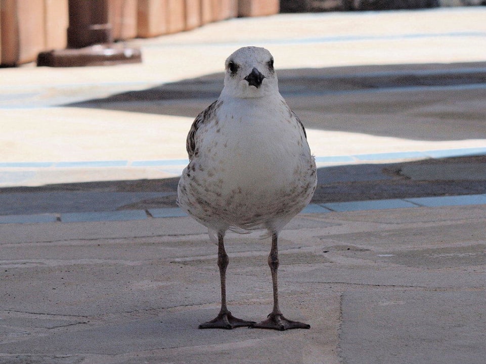 Anton die Hausmöve Creta Maris Resort