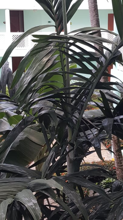 Gartenanlage Grand Paradise Playa Dorada