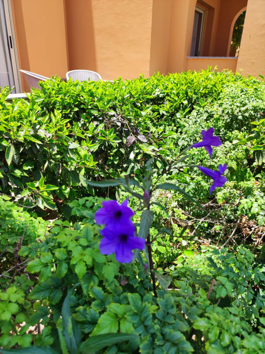 Gartenanlage Stella Beach Resort & Spa Makadi Bay