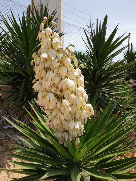 Gartenanlage Valentin Sancti Petri