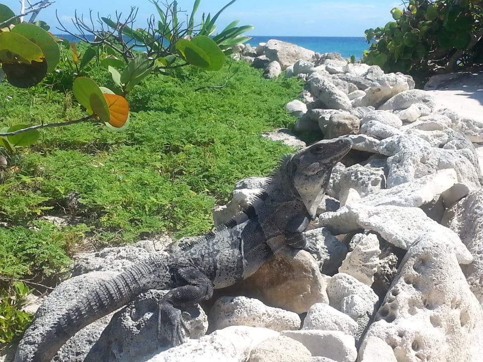 Sonnen auf den Korallen Bahia Principe Grand Tulum