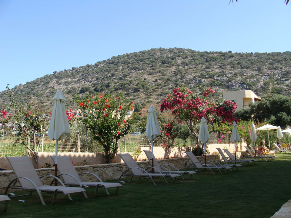 Liegen hinter dem Haus. Cactus Royal