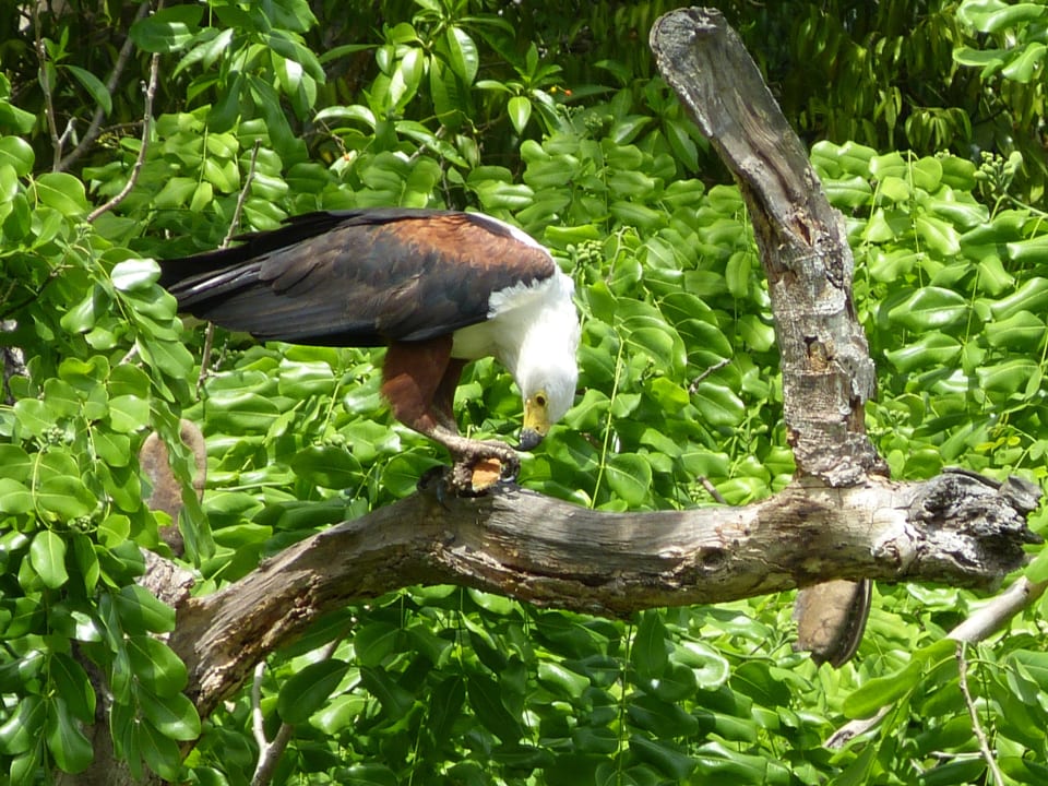 Geier beim Frühstück Shimba Hills Lodge