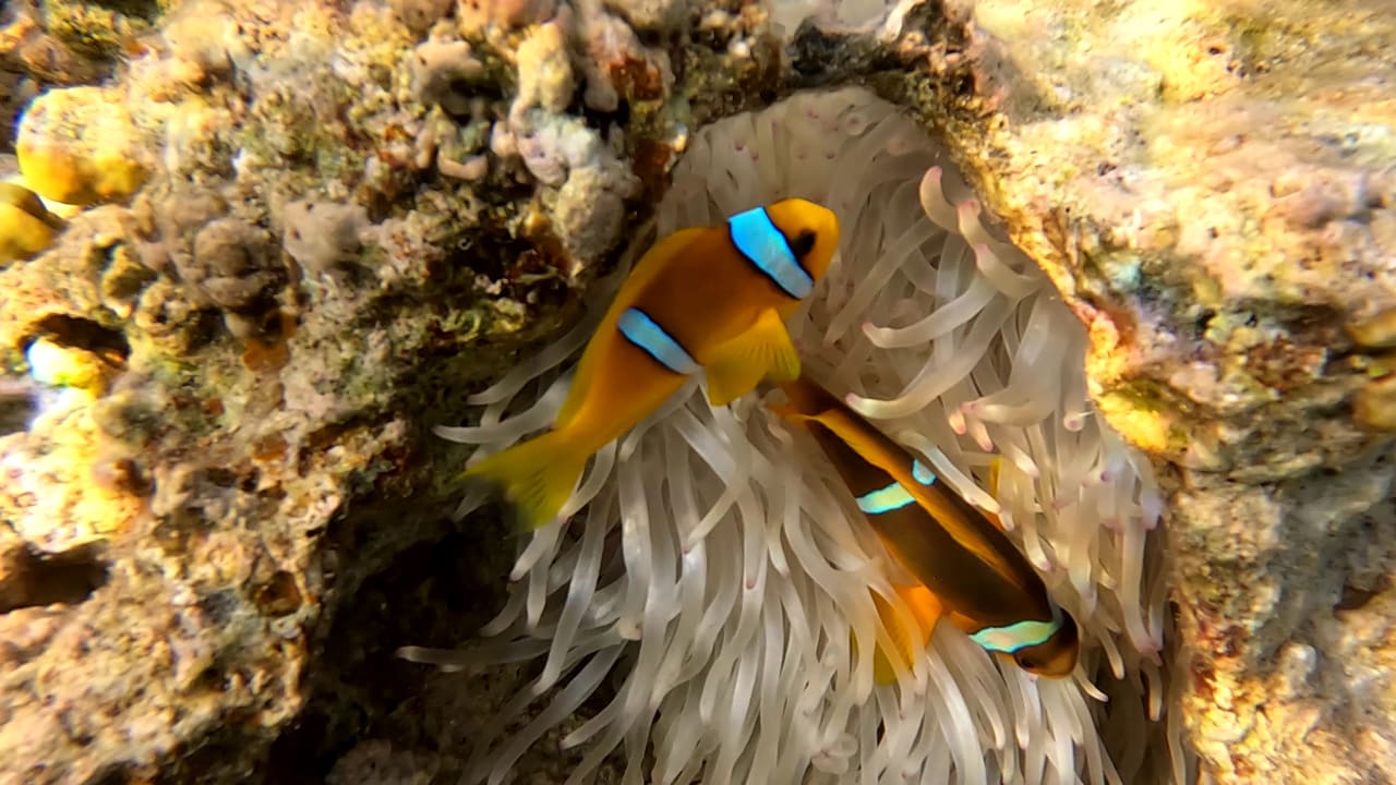 Strand Pickalbatros Sands Hotel - Port Ghalib