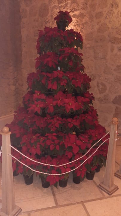 Sonstiges Pickalbatros Citadel Resort