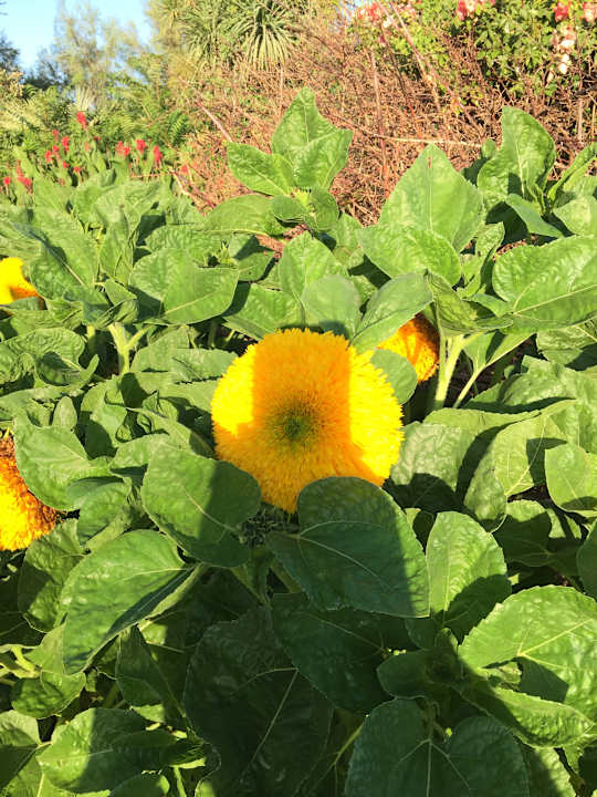 Gartenanlage Hotel Marina Club