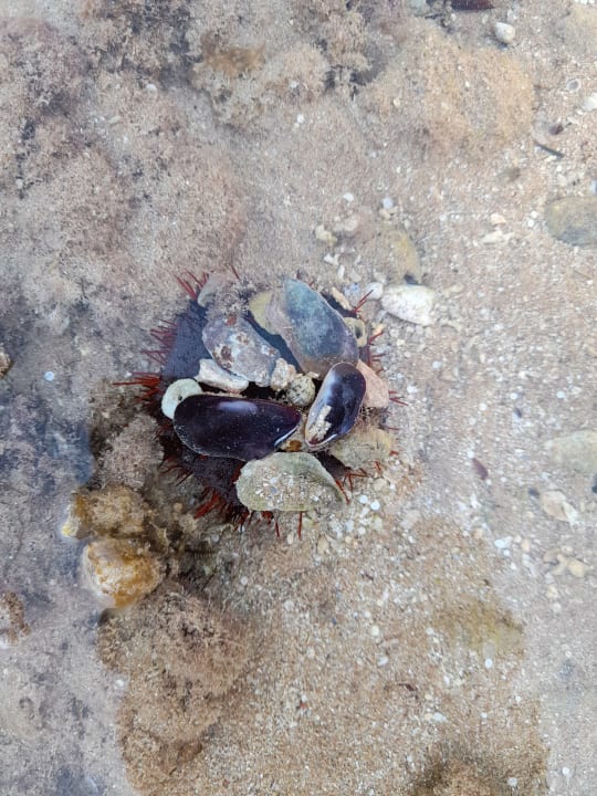 Strand Cleopatra Luxury Resort Makadi Bay