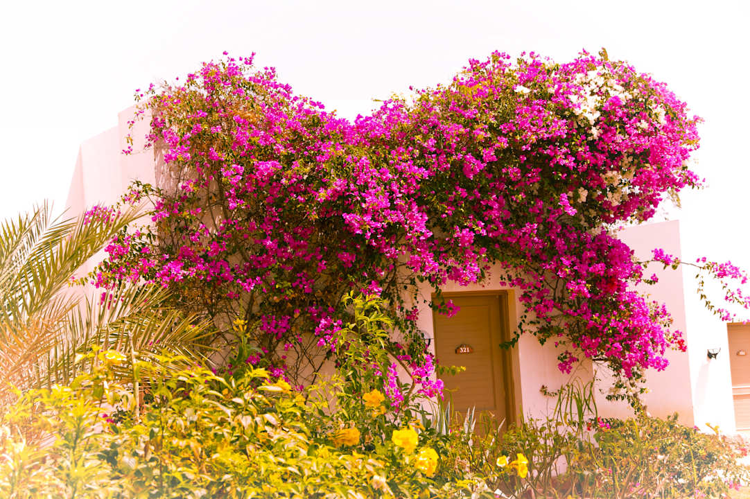 Standard Zimmer Solitaire Resort Marsa Alam