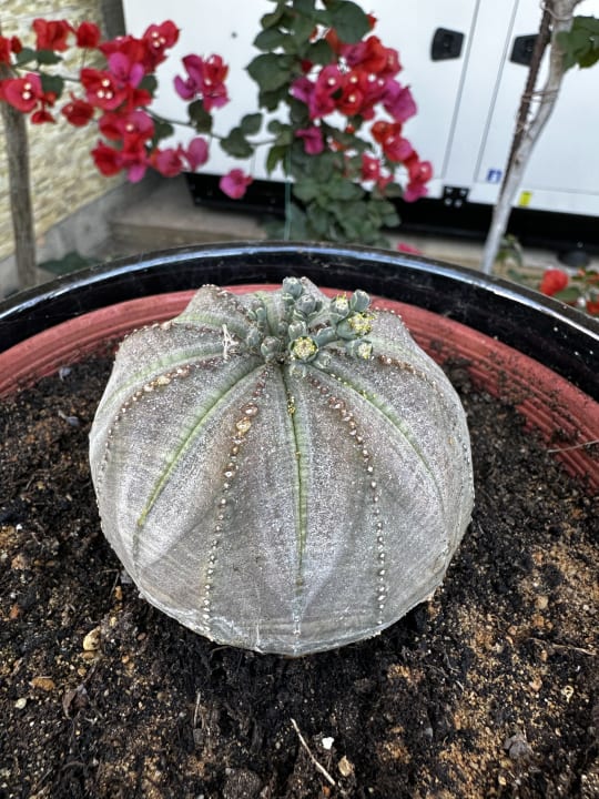 Gartenanlage Hotel Kathrin Beach