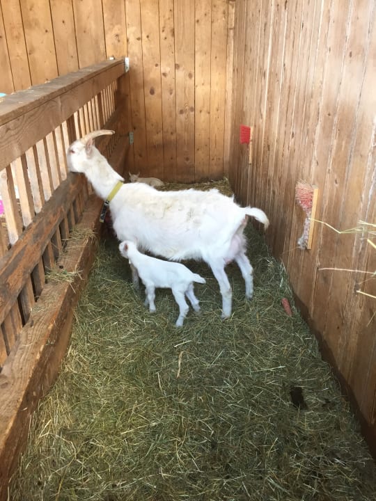 Sport & Freizeit Bauernhof Zum Mesner