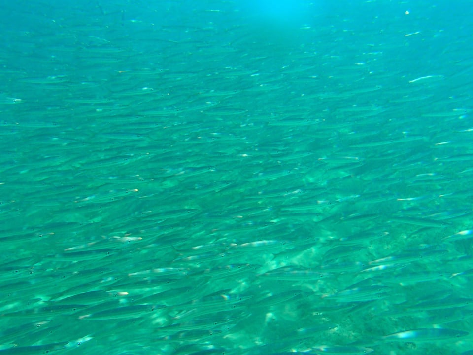 Barracuda Schwarm Steigenberger Coraya Beach - Adults only