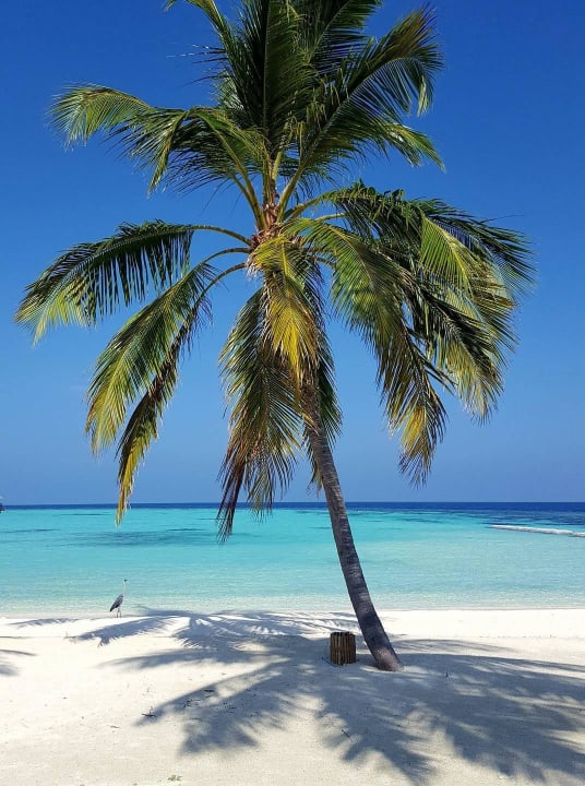 Traumstrand Outrigger Maldives Maafushivaru Resort