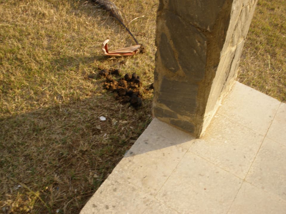 Pferdedung vor dem Sitzplatz Hotel Las Cuevas
