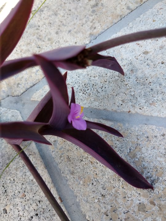 Gartenanlage Aldiana Club Rocca Nettuno Calabria