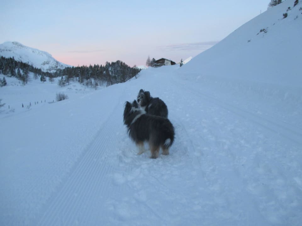 Weningeralm im Morgenrot Weningeralm