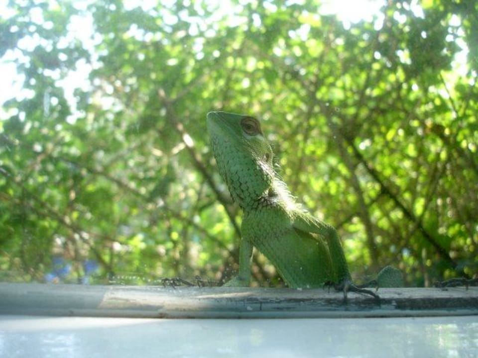 Gecko Hotel Jetwing Tropical Villas