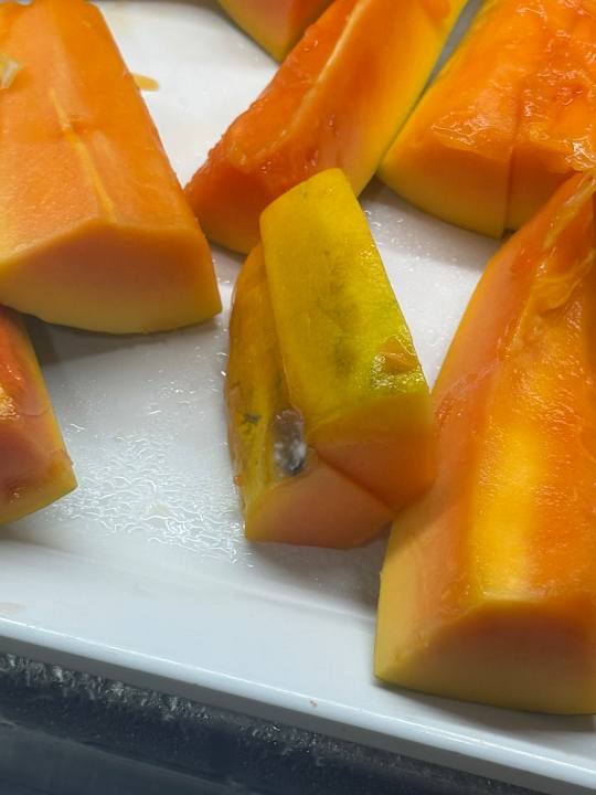 Gastro Servatur Waikiki