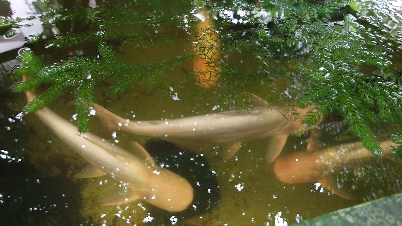 Gartenanlage La Perla Bentota