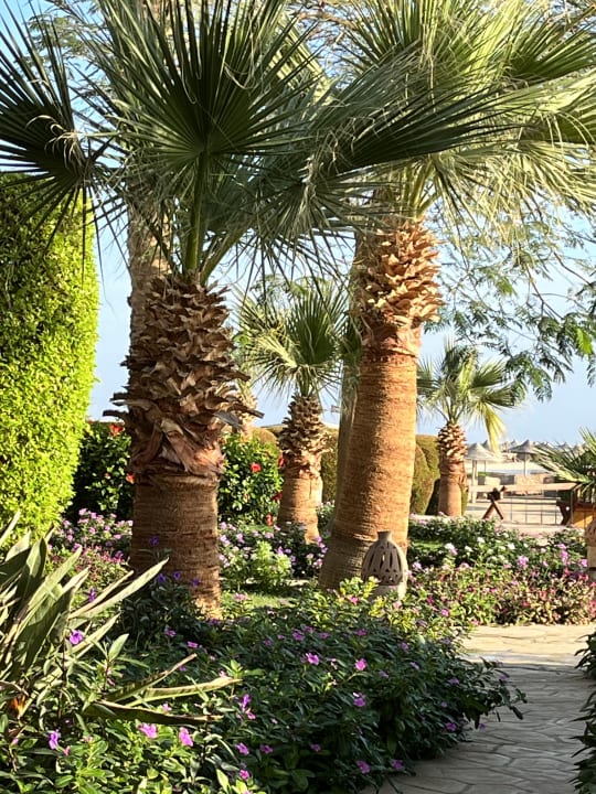 Gartenanlage Shams Alam Beach Resort