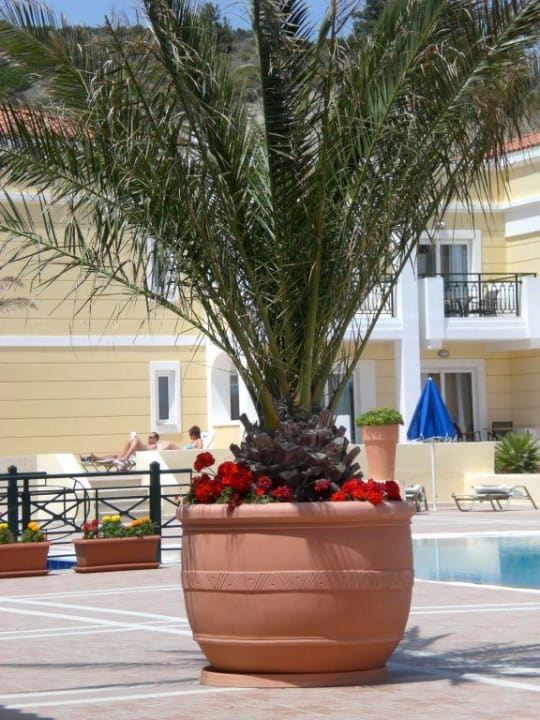 Palme Porto Bello Royal