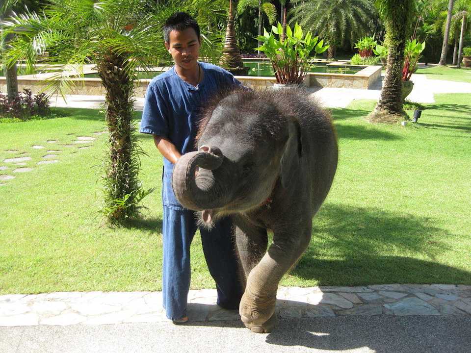 Namwan, der kleine Elefant ROBINSON KHAO LAK