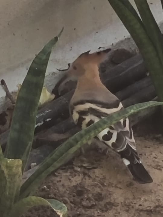 Gartenanlage Anantara The Palm Dubai Resort