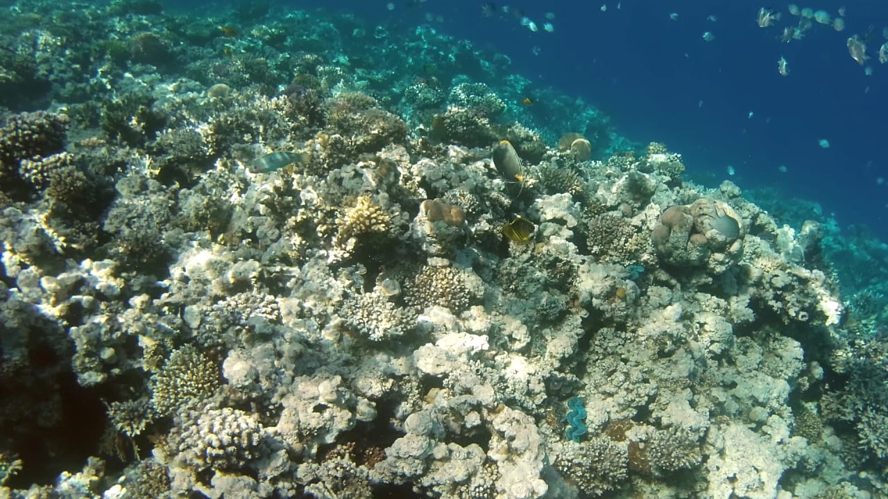 Strand Cleopatra Luxury Resort Makadi Bay