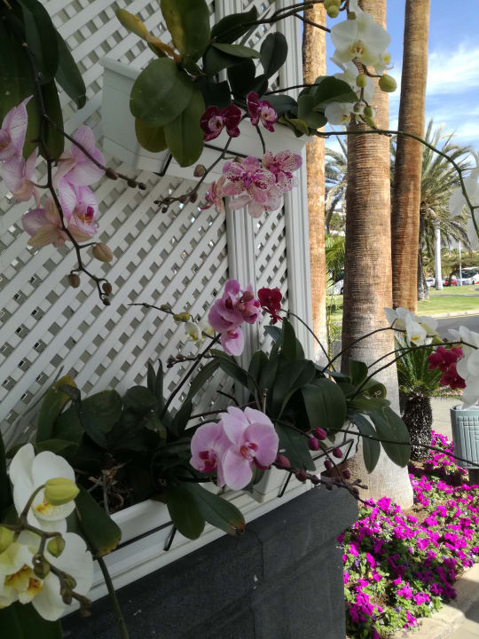 Garten Adrián Hoteles Colón Guanahaní - Adults only