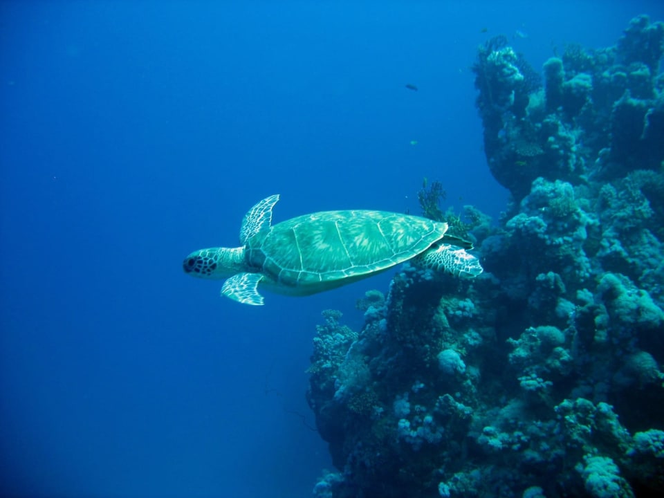 Sport & Freizeit Utopia Beach Club