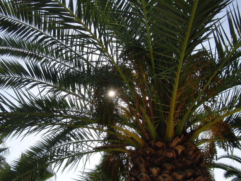 Paradiesisch Arum Barut Collection
