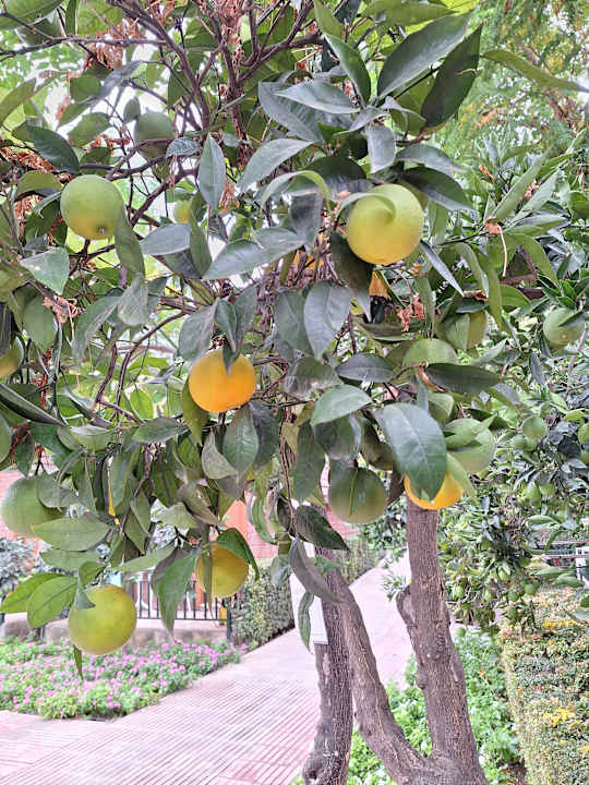 Gartenanlage Can Garden Beach