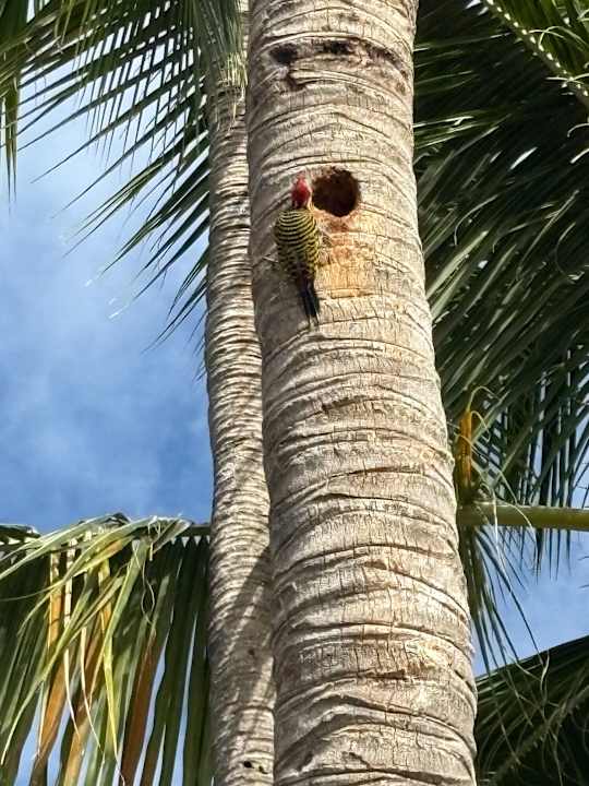 Gartenanlage Grand Palladium Palace Resort Spa & Casino - All Inclusive