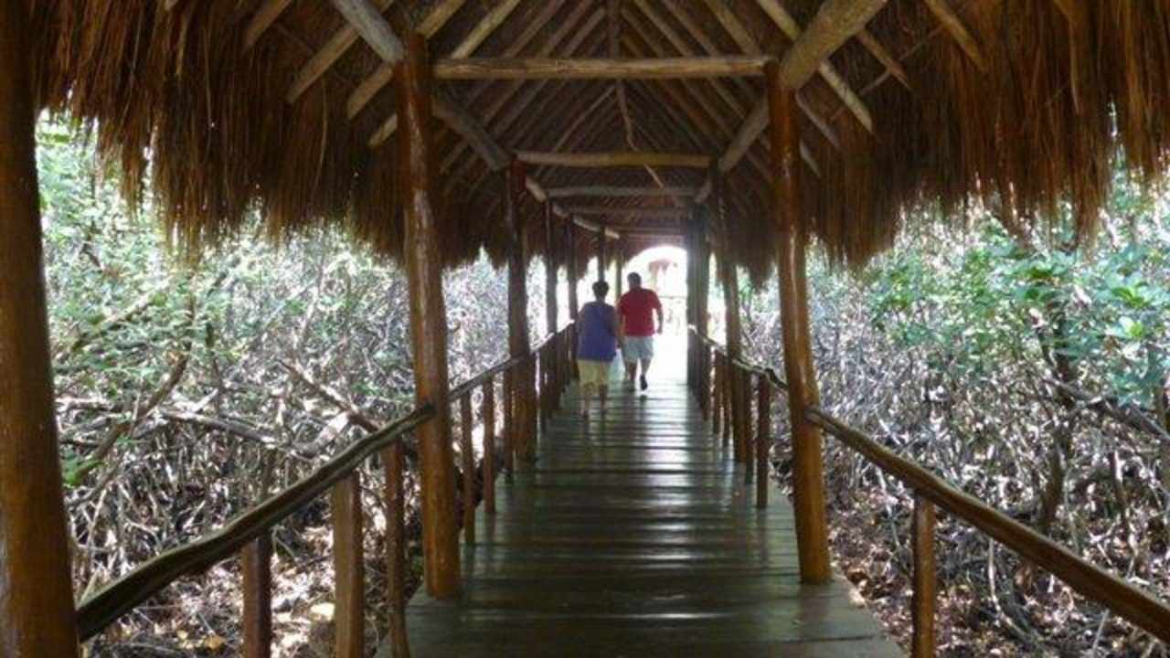 Mangroven innerhalb der Hotelanlage Grand Palladium Select White Sand Resort & Spa