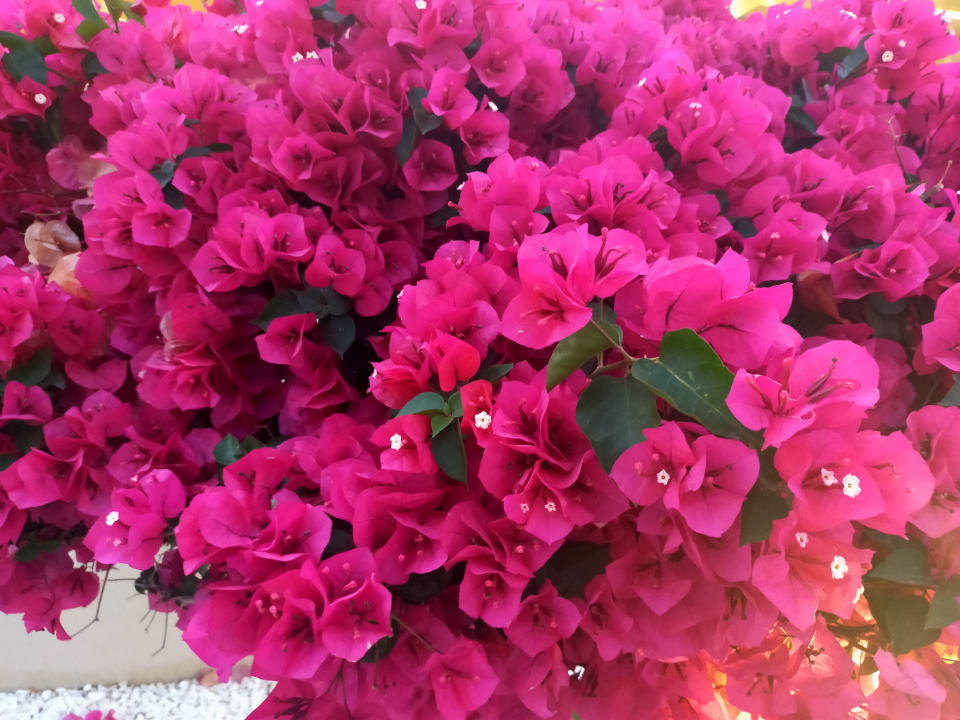 Gartenanlage Lindos Princess Beach Resort & Spa