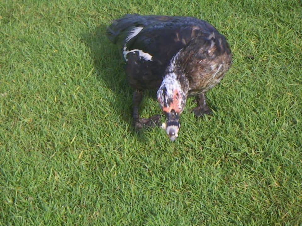 Krummhalsente Punta Cana Princess All Suites Resort & Spa