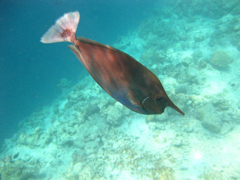 Unterwasserwelt am Hausriff NH Collection Maldives Reethi Resort