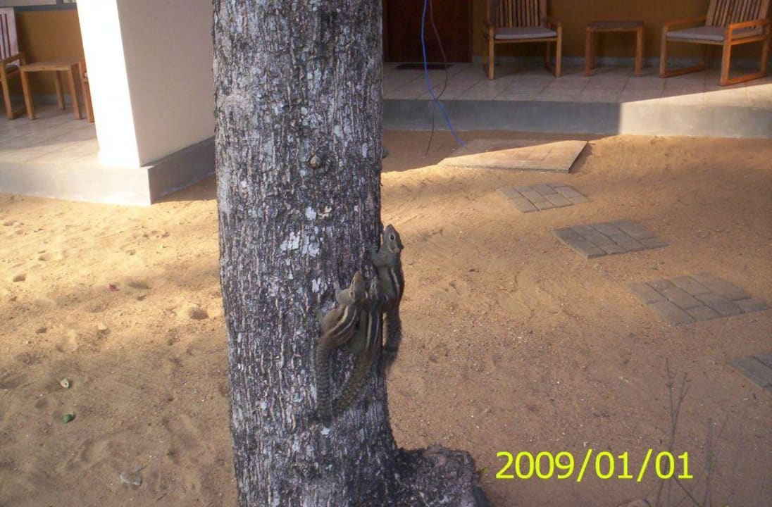 Hotelowe zwierzątka Mermaid Hotel & Club