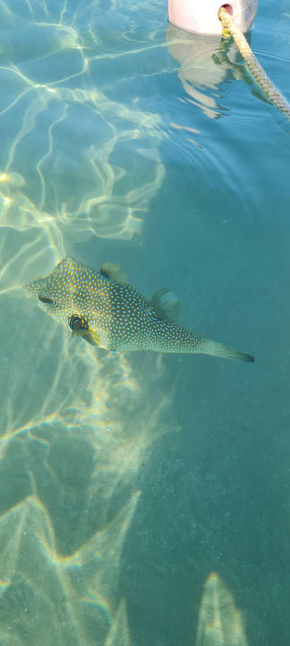 Strand Makadi Spa - Adults only