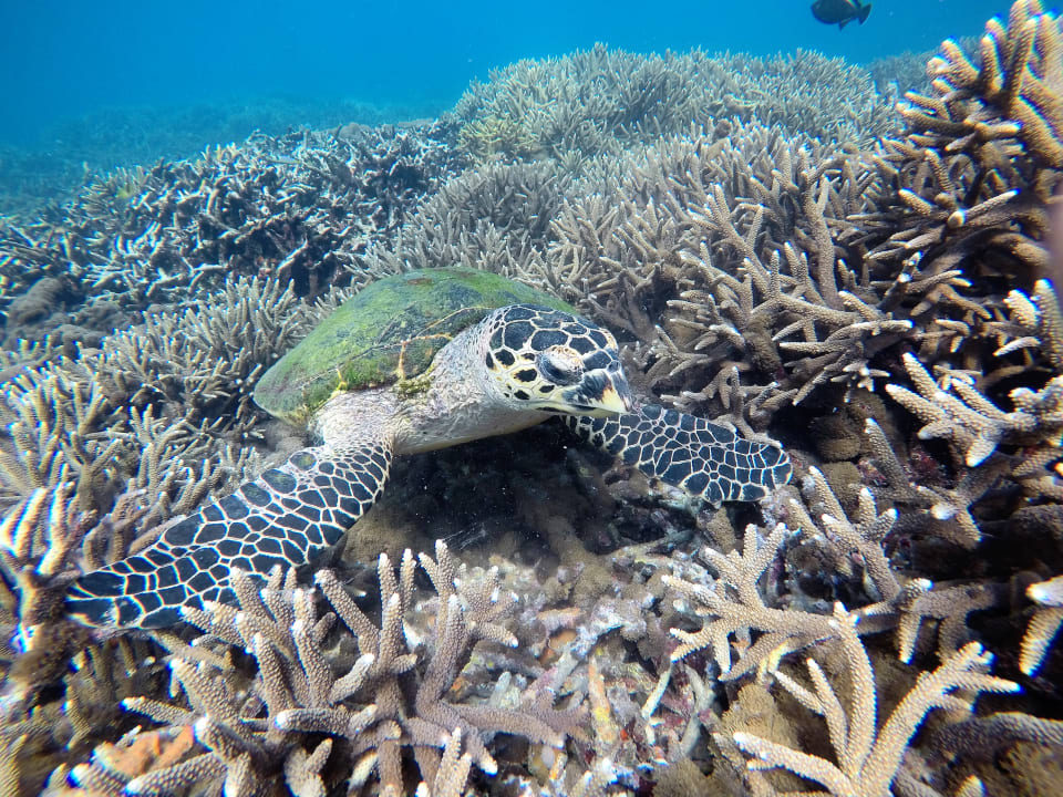 Sport & Freizeit Jungle Beach by Uga Escapes