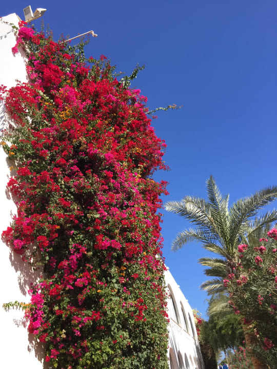 Gartenanlage Desert Rose