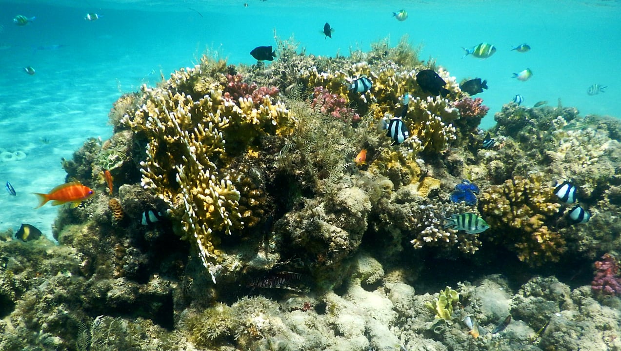 Strand Shams Prestige Abu Soma-Adults Only