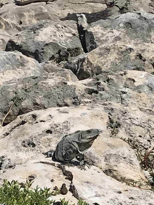 Sonstiges Akumal Bay Beach & Wellness Resort